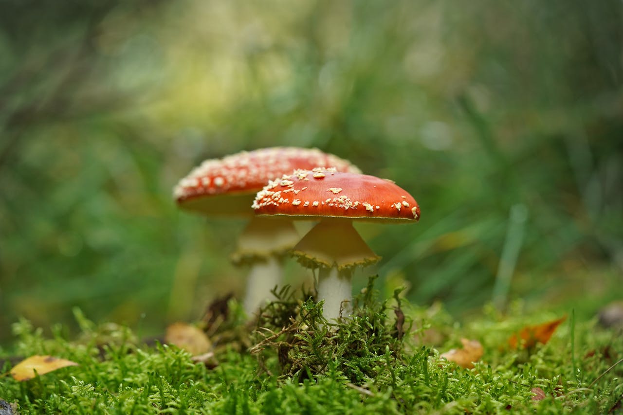 giftiga svampar i trädgården